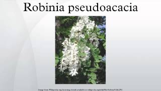 Robinia pseudoacacia [upl. by Aronos]