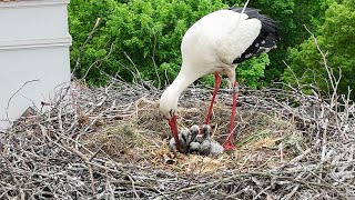 There are four little storks in the nest  Stork family from air [upl. by Bev]