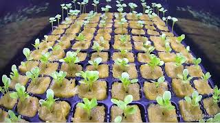 Lettuce Timelapse  Selada Hijau [upl. by Brunn]