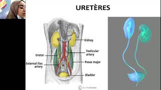 INFSPM BATNA  07 Cours anatomie physiologie Système urinaire Dr GUEZZI Amel univ constantine [upl. by Aisiat]