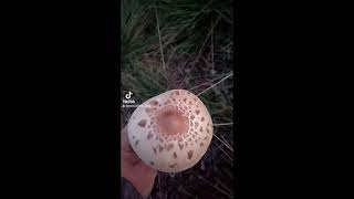 SETAS COMESTIBLES hongo mushroom pilz fungo champignon cogumelos [upl. by Ariat]