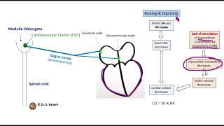 Vagus Nerves and the Heart [upl. by Innavoj74]