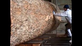 カロフィラム Sawing of the calophyllum [upl. by Anirbus553]