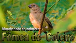 Fêmea de Coleiro macheando louca na natureza para endoidar seu Campeão [upl. by Adnuahsar]