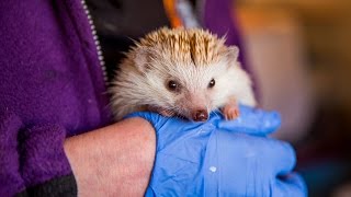 Animal Lover Turns Home Into Hedgehog Hospital [upl. by Nwadahs]