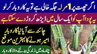 New And Most Profitable Business Idea In Pakistan 2024  Dragon Fruit Farming Business In Pakistan [upl. by Hallutama444]