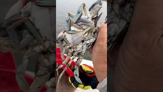 crabbing marylandbluecrab riverlife trotline blueclawcrabs jumbo crabs maryland [upl. by Norvell627]