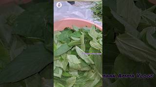 MoloKhiamolokhia recipe2023shorts farmaan Amma Vlogs Kuwait Vlogs [upl. by Ddat720]