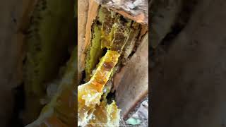 Saw Off A Piece Of Wood From Tree To Get Wild Honey Inside [upl. by Paff]