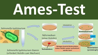 Ames Test zum Nachweis mutagener Substanzen Biologie Oberstufe [upl. by Eednim51]