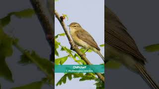 The Chiffchaff in late Spring sings at sunrise  UK Birds [upl. by Connor]