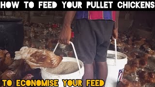 HOW I NORMALLY FEED MY PULLET CHICKENS  TO REDUCE FEED EXPENSES [upl. by Carew]