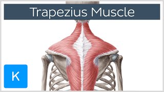 Trapezius Muscle  Origin Insertion Actions  Human Anatomy  Kenhub [upl. by Lateehs717]