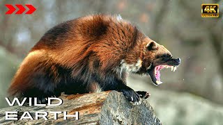 Wolverine  Most ferocious Carcajou Devil in the World 4K WILD Earth [upl. by Hpeseoj]