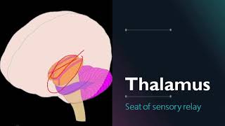 Hypothalamus amp Thalamus  Anatomy  TNMSA  Online Med School [upl. by Yenal]