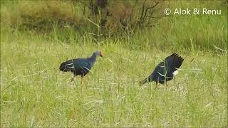 Grey headed Swamphen  territorial display Amazing Wildlife of India by Renu Tewari and Alok Tewari [upl. by Nij]