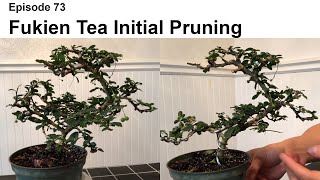 Episode 73 Initial Pruning of Fukien Tea [upl. by Angrist747]