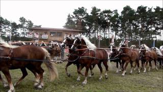 Titanen der Rennbahn 2011Super Quadrille mit 100 Kaltblut  Pferden 10x10 [upl. by Assirek895]