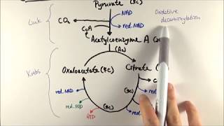 A2 Biology  Aerobic respiration stages 23 Link reaction  Krebs cycle OCR A Chapter 1823 [upl. by Biddick]