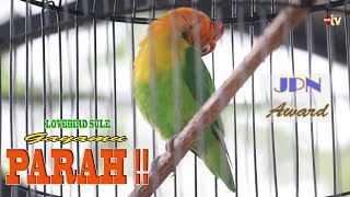 Lovebird Sule Ngekek Sampai Nyaris Putus Lehernya Jawara Kelas Utama JPN Award 2018 [upl. by Norbie]