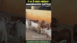 Nadipathy cow below 2 feet height cute life village farm trending youtube tiktok yt reel [upl. by Aerdnaeel]