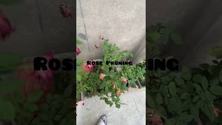 Rose Pruning 🌹 garden plants shorts youtubeshorts shortsvideo shortsfeed viralvideo [upl. by Eilyac668]