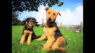 Airedale Terriers  The Dogs With The Waggiest Tails [upl. by Tamera]