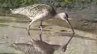 Longbilled Curlew [upl. by Lulita705]