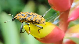 Weevil on inflorescence [upl. by Levram]