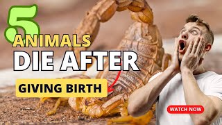 Five Animals Die After Giving Birth  facts animals amazing [upl. by Nomyad478]