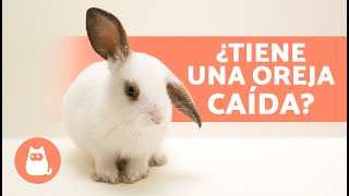 ¿Por qué mi CONEJO tiene una OREJA CAÍDA 🐰 4 Causas [upl. by Hazeghi594]