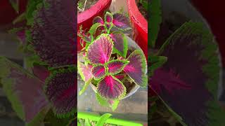 coleus plant update YouTube short [upl. by Accem]