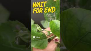 Hibiscus 🌺 flowers mealybugs Treatment shortsviralshorts TGMGardening care tips [upl. by Eiram197]