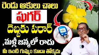 రెండు ఆకులు చాలు షుగర్ దెబ్బకు పరార్  Reduce Diabetes  Atibala Plant Leaves  Dr BA Venkata Swamy [upl. by Dinnie]