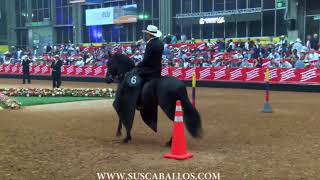 Campeonato Caballos de Paso Fino Colombiano Expointernacional Equina Feria de Flores 2018 [upl. by Annayr]