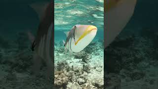 Rhinecanthus aculeatus scubadiving snorkeling fish travel [upl. by Areit]