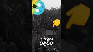 අද්භූත වලව්ව 😱😱 හොල්මන් holmanvideo [upl. by Gitt]