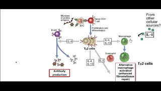 T cell differentiation [upl. by Tabbatha]