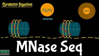 MNase Seq  Micrococcal Nuclease Sequencing  Micrococcal Nuclease Assays [upl. by Claudine]