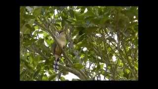 Mangrove Cuckoo calling [upl. by Hanimay]