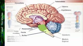 Neurociência Básica  Aula 01  Função e Organização do Sistema Nervoso [upl. by Smoht]