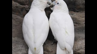 Goffin cockatoo breeder pair [upl. by Airamasor]