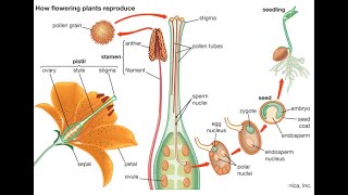 Standard 8  Reproduction in Plants  Fertilisation amp Artificial PollinationJanis Academy Part4 [upl. by Iinden]