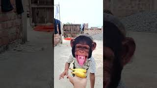 Bandar mama pahan pajama 💥💥 viral funny monkey🐒🐒 [upl. by Nytsud]