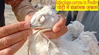 Coryza in Poultry Signs Symptoms Remedy and Clearing the eye  Dr ikram [upl. by Yatnuhs683]