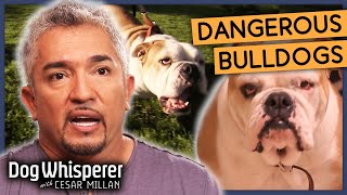 Cesars Secrets for Taming Hostile Dogs  Season 8 Episode 1  Dog Whisperer With Cesar Millan [upl. by Woods]