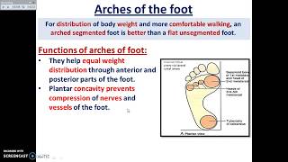 Arches of foot Part 1  Dr Ahmed Farid [upl. by Llewellyn]