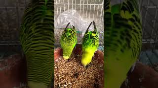 Budgies feeding on my hand wowbirds birds youtubeshorts ytshorts shortsfeed shorts [upl. by Eellehs]