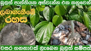 තනි ඉන්නට වසර ගනනාවක් පරිභෝජනය සඳහා සාර්ථක බුලත් රෝපණය bulath ropanaya [upl. by Philbo]