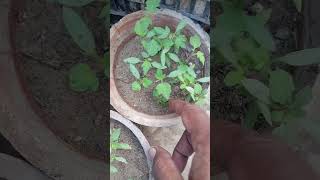 Ghar Ke seat se tamatar ki paneri taiyar kar li 🍅🌱🍅🌱🌱gardeningplant vegegardenmyhappygarden car [upl. by Peppard]